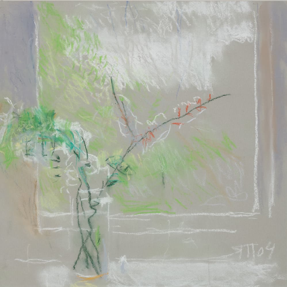 Квіти вишні та морельки