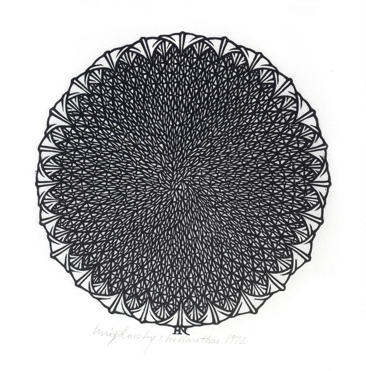 Helianthus. = Соняшник