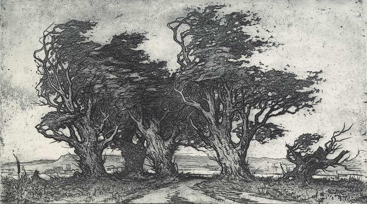 Старі верби