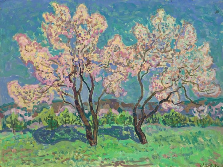 Абрикоси у цвітінні